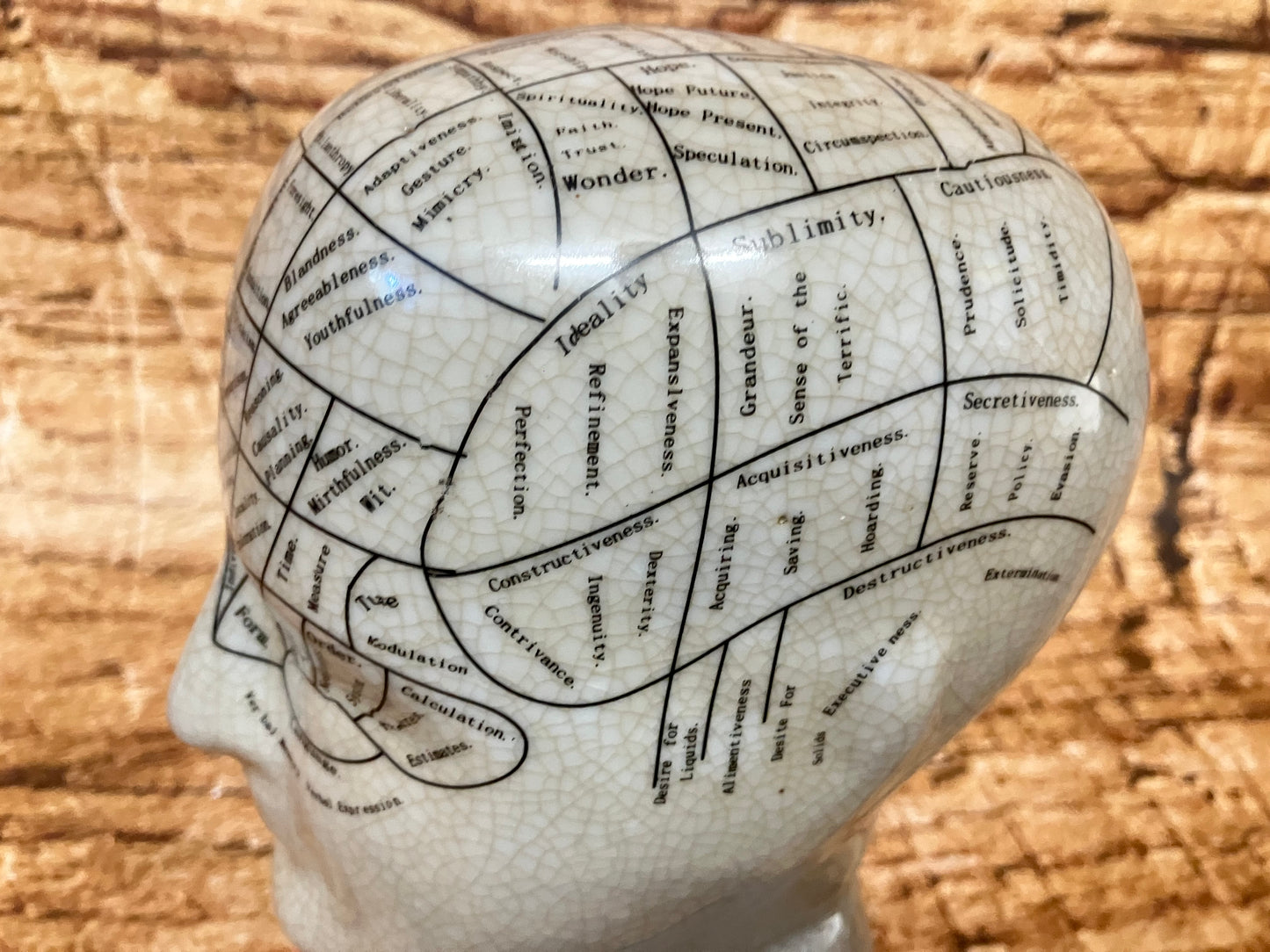 Phrenology hoofd (Medici hoofd) theorie L.N. Fowler.