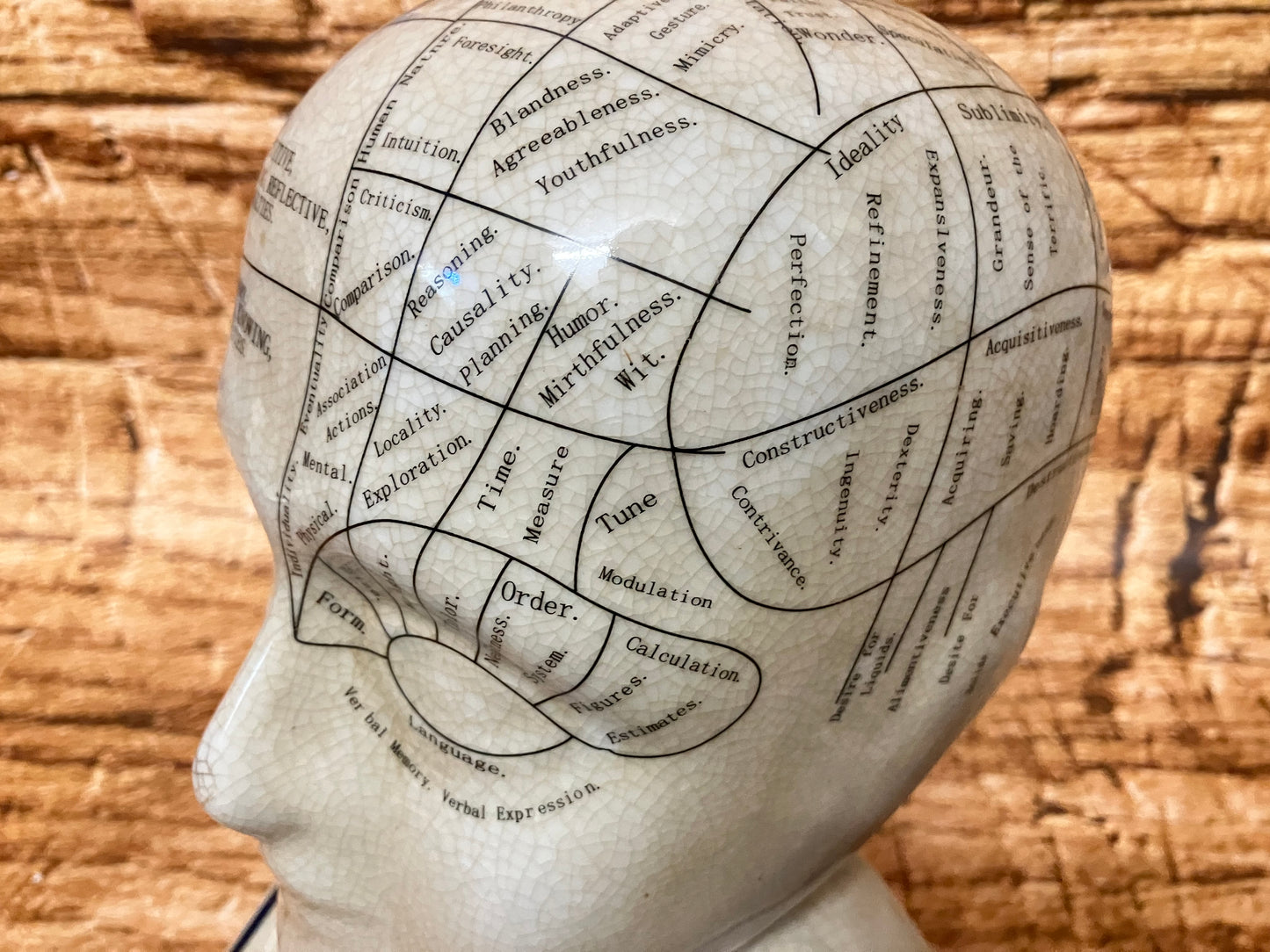 Phrenology hoofd (Medici hoofd) theorie L.N. Fowler.